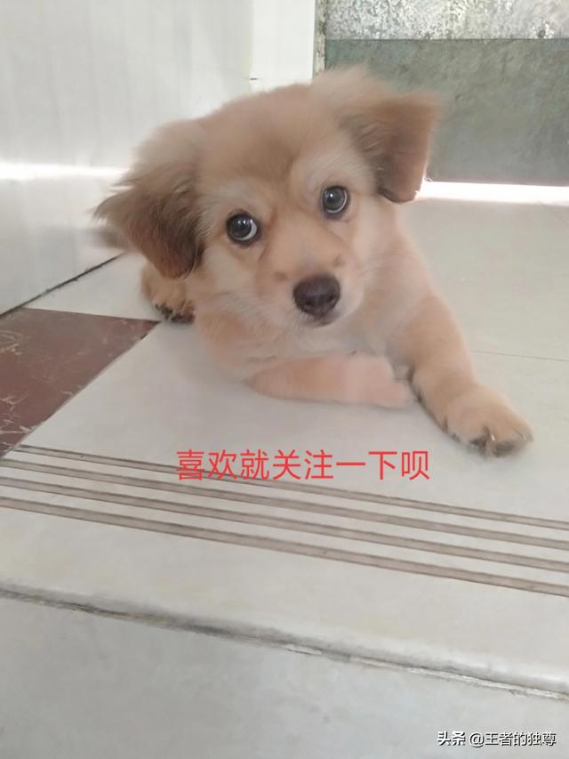 知心爱人歌曲（知心爱人歌曲完整版）