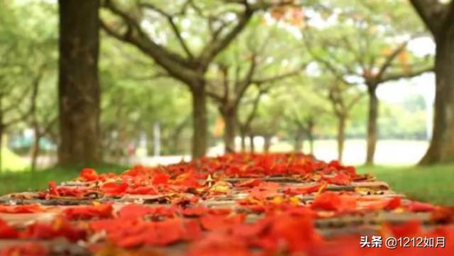 凤凰花开的路口歌词（林志炫的凤凰花开的路口歌词）